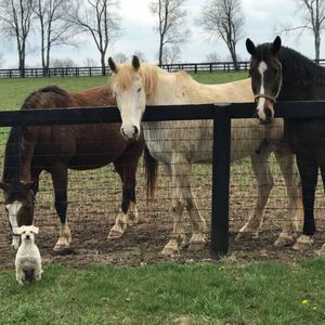 Meet your Posher, Roy